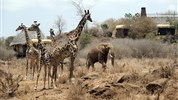 Silvestr v Keni - safari a pobyt u moře