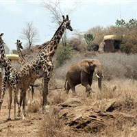 Satao Elerai Camp Amboseli - ckmarcopolo.cz