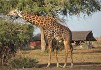 Vlakem na safari - Tsavo East - Satao Camp 4* - 2 noci