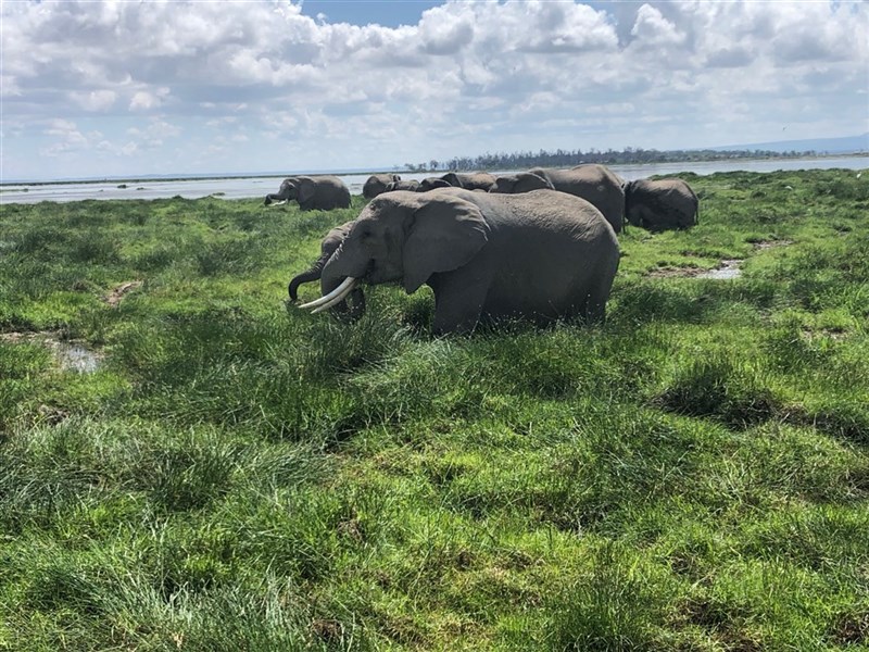 Netradiční okruh Keňou na sever od Nairobi - Keňa_park Amboseli_ráj slonů