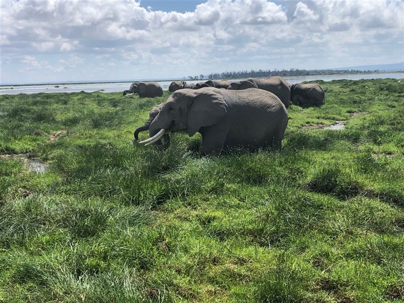 Ve stínu Kilimanjara - Dovolená na safari v Keni a pobyt u moře - 4 noci safari a 6 nocí u moře.Český průvodce. - Keňa_park Amboseli_ráj slonů