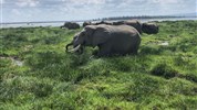 Ve stínu Kilimanjara - Dovolená na safari v Keni a pobyt u moře - 4 noci safari a 6 nocí u moře.Český průvodce. - Keňa_park Amboseli_ráj slonů