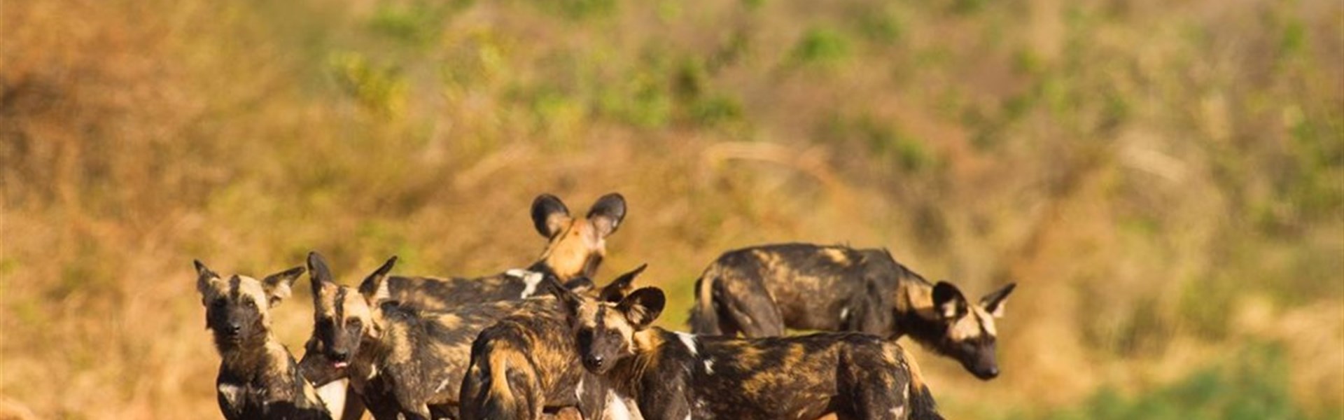 Tsavo West - Keňa_Tsavo West_