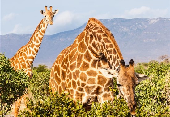 Výlet od moře na safari - NP Tsavo East - 3 dny - Keňa