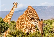 Výlet od moře na safari - NP Tsavo East - 3 dny