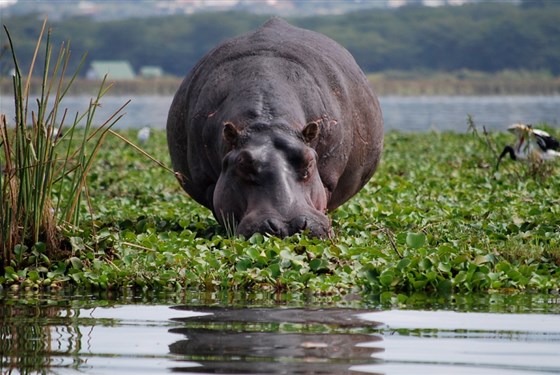 Marco Polo - Lake Naivasha - národní park - informace