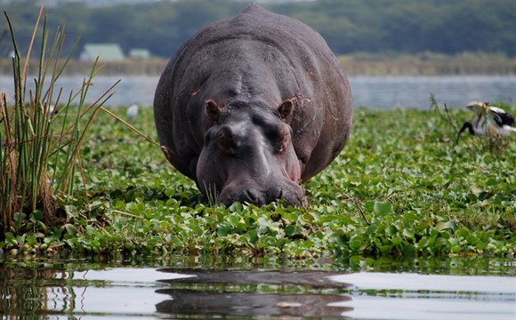 Marco Polo - Lake Naivasha - národní park - informace