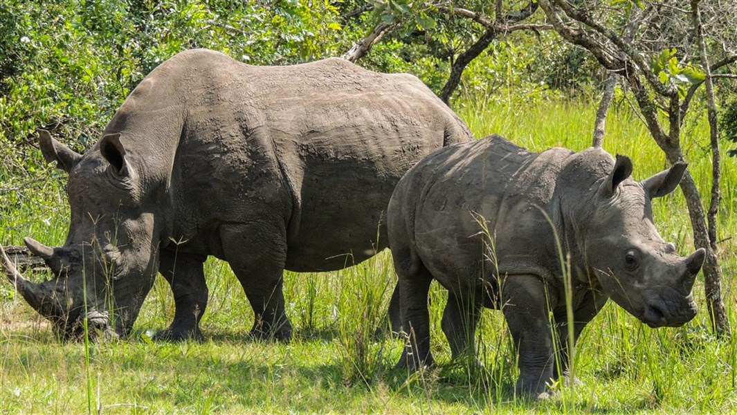 Safari v Ugandě - Objevte nebroušený diamant Afriky