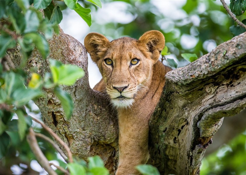 Safari v Ugandě - Cesta za gorilami s českým průvodcem