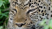 Safari v Ugandě - Cesta za gorilami s českým průvodcem