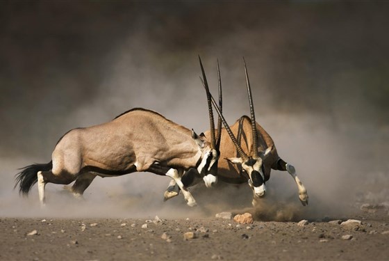 Namibie dechberoucí a dojemná - s českým průvodcem - 