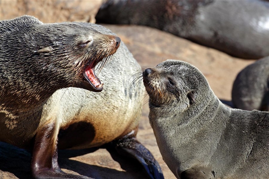 Velké africké dobrodružství - 4 africké země - Namibie_Skeleton Coast