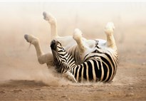 Namibiae_Etosha_zebra