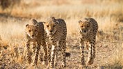 Perly Namibie - 7 nocí v Africe - český průvodce - Namibie_Etosha_gepardi