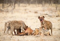 Namibie_Etosha_Hyena