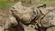 Na skok do Namibie - krátký poznávací okruh - Namibie_Etosha_nosorožec