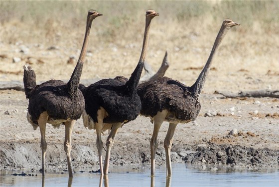 Marco Polo - Etosha - národní park v Namibii - informace