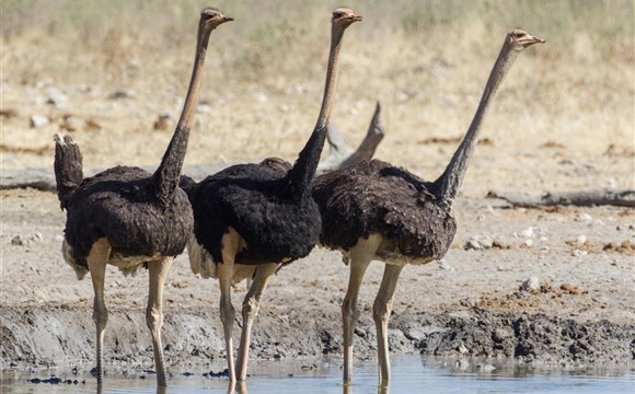 Marco Polo - Přehled safari parků v Namibii