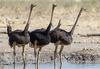 Namibie_Etosha_pštros