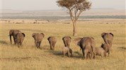 Velká migrace pakoňů v Masai Mara s českým průvodcem