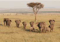 Velká migrace v Masai Mara