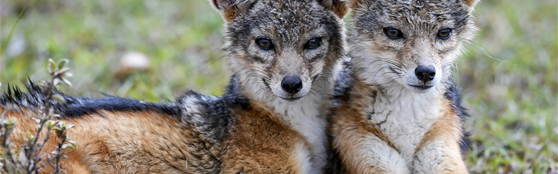 Luxusní Masai Mara s leteckým transferem - 