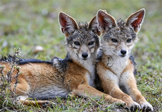 Luxusní Masai Mara s leteckým transferem - Masai Mara - 