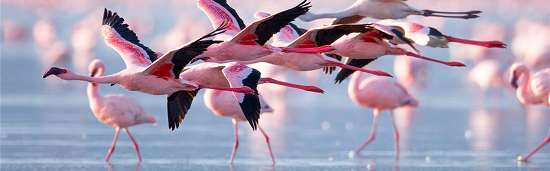 Lake Natron - Tanzanie_jezero Natron