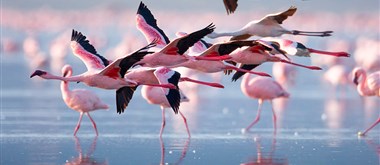 Tanzanie_jezero Natron Lake Natron - 1