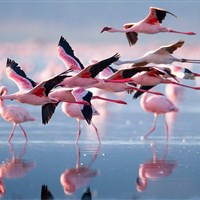 Africa Safari Lake Natron (4*) - Tanzanie_jezero Natron - ckmarcopolo.cz