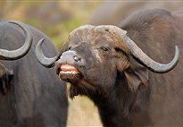 Jihoafricka_Mpumalanga_Krugerův národní park