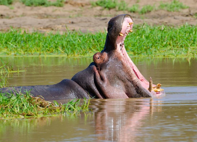 Kapské Město a safari v Krugerově parku s českým průvodcem - Jihoafricka_Mpumalanga_Krugerův národní park