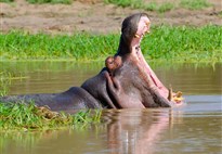 Jihoafricka_Mpumalanga_Krugerův národní park