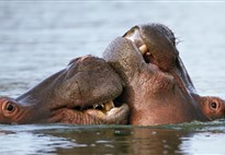 Jihoafricka_Mpumalanga_Krugerův národní park