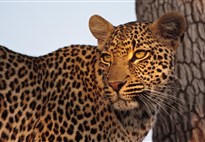 Jihoafricka_Mpumalanga_Krugerův národní park