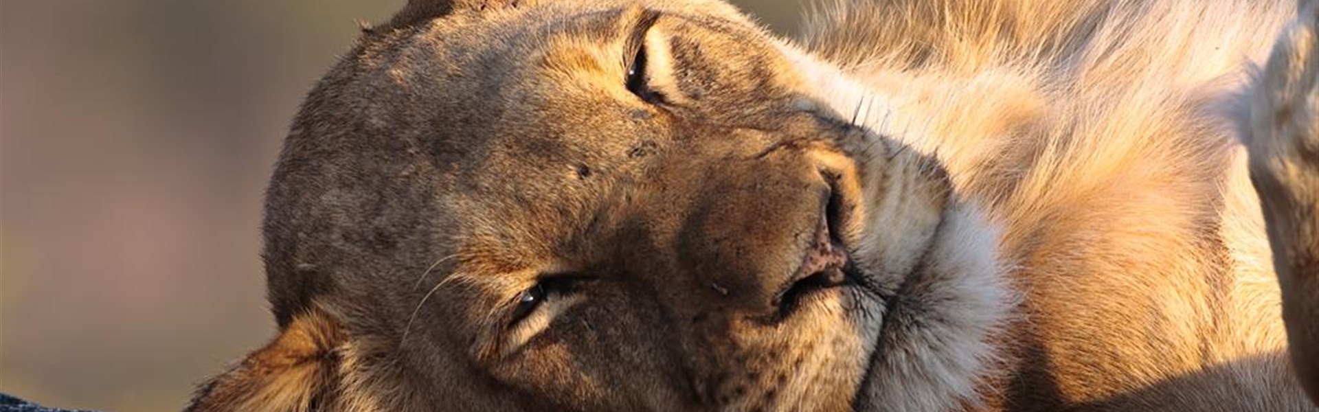 Kapské Město a safari v Krugerově parku s českým průvodcem - Jihoafricka_Mpumalanga_Krugerův národní park