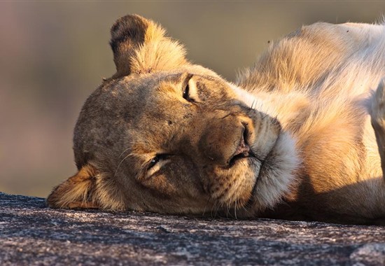 Kapské Město a safari v Krugerově parku s českým průvodcem - Afrika