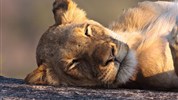 Kapské Město a safari v Krugerově parku s českým průvodcem - Jihoafricka_Mpumalanga_Krugerův národní park