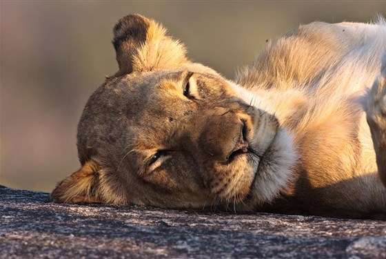 Kapské Město a safari v Krugerově parku s českým průvodcem - Jihoafricka_Mpumalanga_Krugerův národní park