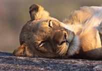 Jihoafricka_Mpumalanga_Krugerův národní park