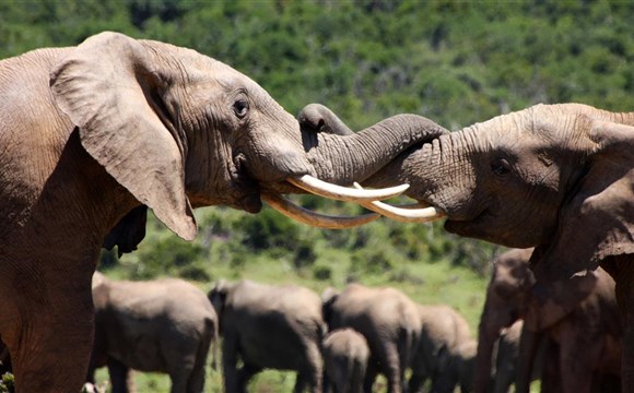 Marco Polo - Jihoafrická republika - přehled safari parků