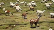 Peru - po stopách Inků s českým průvodcem