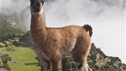 Peru - po stopách Inků s českým průvodcem
