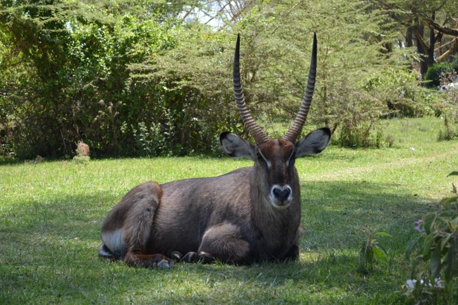 6 parků – Jezera Naivasha a Nakuru, Hell´s Gate,  Aberdare, Samburu a Ol Pejeta - český průvodce