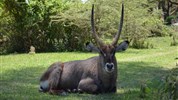 4 parky (Ol Pejeta, jezera Nakuru a Naivasha, Masai Mara) - český průvodce