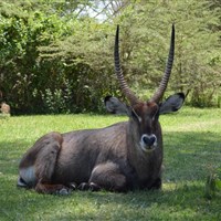 Lake Naivasha Crescent Camp - ckmarcopolo.cz