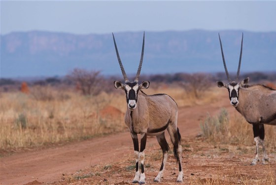 Marco Polo - Přehled safari parků v Namibii