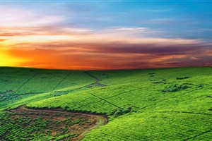  Uganda - 37