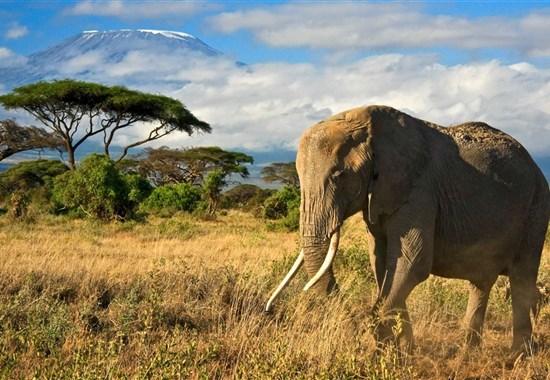 Ve stínu Kilimanjara - Dovolená na safari v Keni a pobyt u moře - 4 noci safari a 6 nocí u moře.Český průvodce. - Diani Beach - 