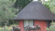 Mohlabetsi Safari Lodge